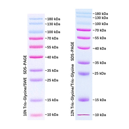 G2091: Prestained Protein Marker Ⅹ(10-180 kDa), 250UL