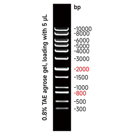 G3369: DNA 1000bp Ladder 500ul