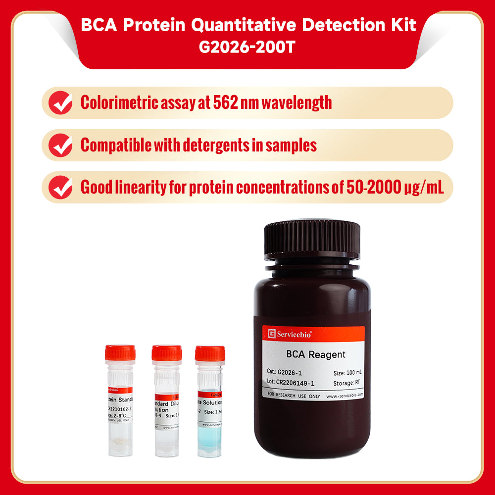 GL2026: BCA protein concentration determination kit. 200T
