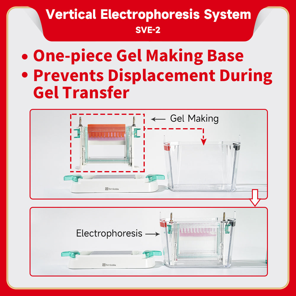 SVE-2:Vertical Electrophoresis System