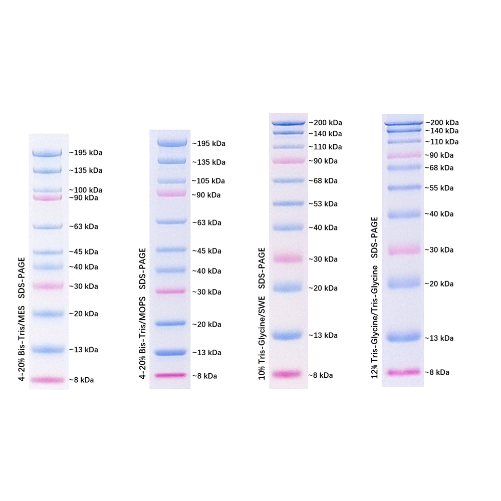 G2083: Prestained Protein Marker Ⅳ (8-200 kDa), 250ul