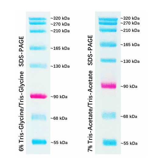 G2085: Prestained Protein Marker VI (55-320 kDa), 250UL