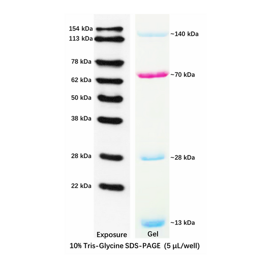 GL2086: Western blot Protein Marker (ECL visible), 12-154 kDa ECL visible, 250ul