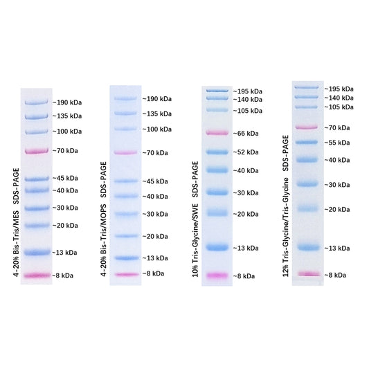 G2087: Prestained Protein Marker Ⅶ (8-195 kDa), 250 uL