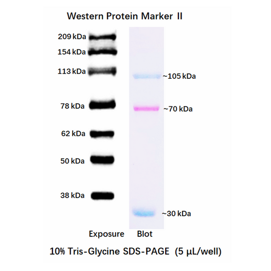 G2088 : Western blot Protein Marker (ECL visible), 30-209 kDa ECL visible, 250ul