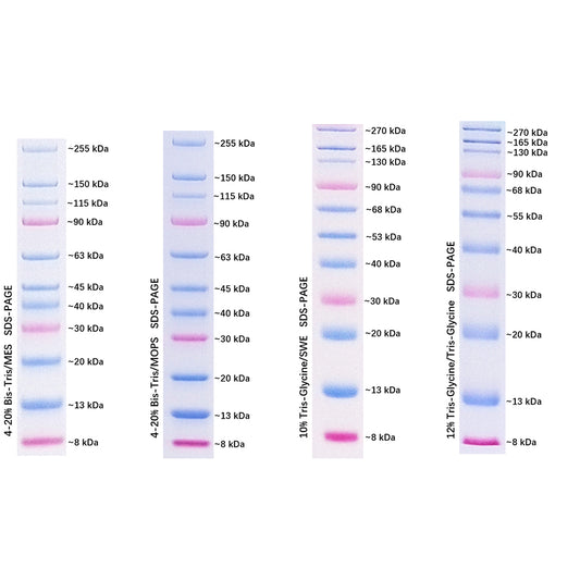 G2089: Prestained Protein Marker Ⅷ (8-270 kDa), 250UL