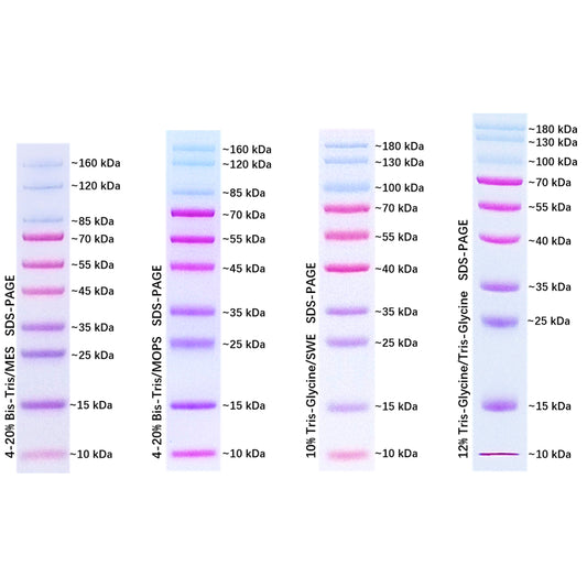 G2091: Prestained Protein Marker Ⅹ(10-180 kDa), 250UL