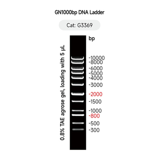 G3369: DNA 1000bp Ladder  500ul